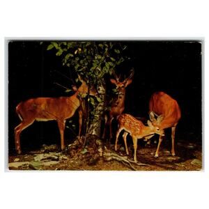 Vintage Real Photo Postcard Deer Family Buck Doe Fawn Ektachrome by Valence